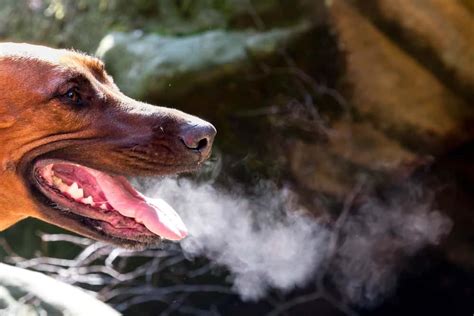  These dogs have trouble breathing in the extreme cold, and trouble cooling down in extreme heat