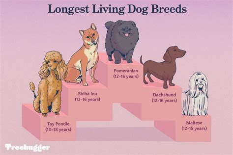  These dogs live the longest, up to 18 years