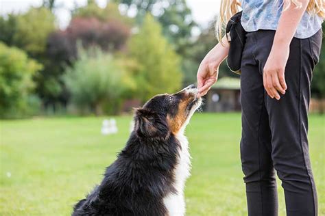  These dogs respond well to positive training techniques and are a good fit for owners of any experience level