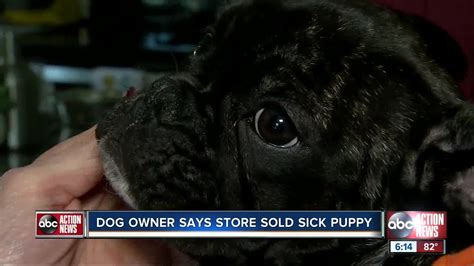  These dogs typically end up costing their owners thousands more in vet bills due to ongoing health issues