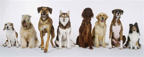 These dogs were selectively bred for their long and short coats as they perform specific functions! Golden Retriever Golden Retrievers have a dense undercoat to protect them against the freezing weather of the Scottish Highland winters