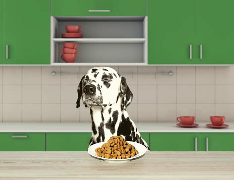  These dogs will refuse to eat dry food at all