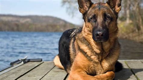  These dynamic dogs are enthusiastic companions and eager to please, offering as much loyalty as their big cousins and the protective instinct to prove it