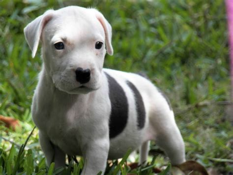 These early pups resembled the American Pit Bull that we know today, …
