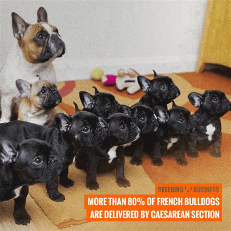  These factors increase the investment for French bulldog breeders