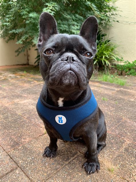  These french bulldog harnesses are all machine washable