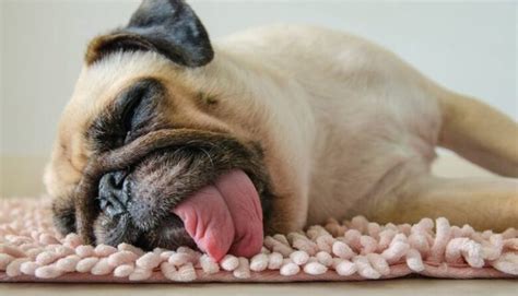  These include: Sleepiness: Your dog may appear lazy and may want to sleep more than usual