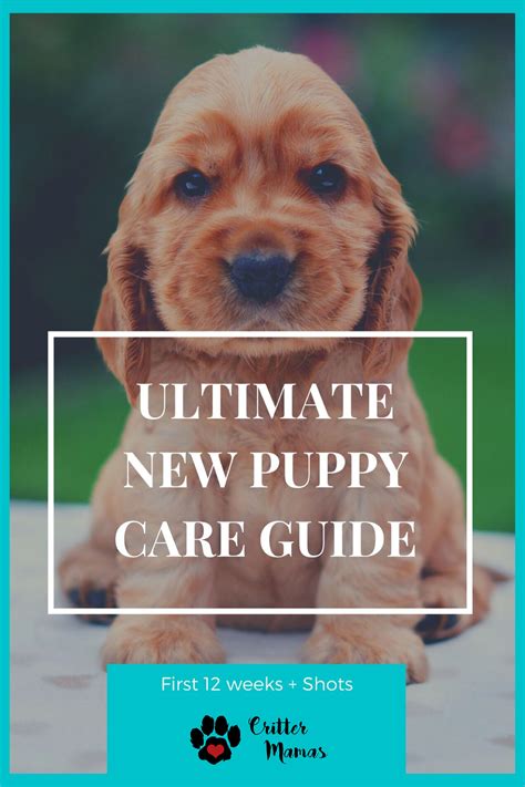  These initial weeks are very crucial as the newborn puppies initially cannot see, hear, regulate their body temperature, defecate nor urinate on their own