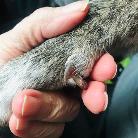  These injured claws can be incredibly painful, especially if the tear in the claw is near the nerve ending