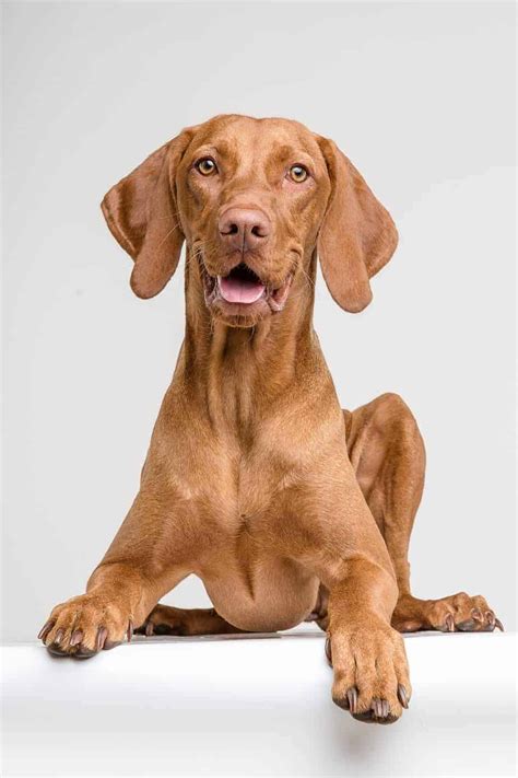  These loving Vizsla puppies are an active, family-friendly dog breed