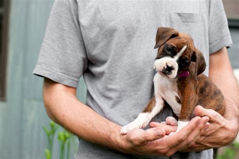  These papers cost money and will increase the price of your Boxer puppy slightly