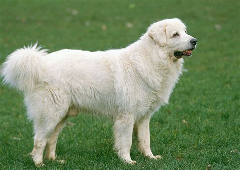  These peoples were known to keep large livestock guardian dogs and pursuit dogs which became the basis for the many regional Alaunt types