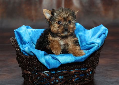  These pint-sized pups are not only adorable, but they also have several appealing qualities