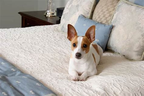  These pint-sized pups are perfect for apartment living or those who simply prefer a smaller breed