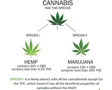  These plants are very similar, except that hemp plants contain less than 0