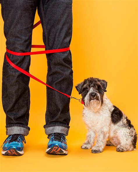  These products are highly specialized for the dog, its leash manners, and the amount of control you must have over your Lab