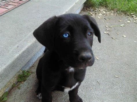  These puppies are born blue-eyed and black-coated