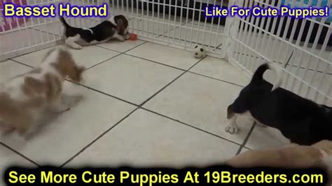  These pups are in Cape Coral, Florida too! Kennel hounds, dogs and all kinds of cats