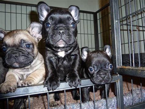  These pups are more difficult to breed for Kentucky French Bulldog breeders