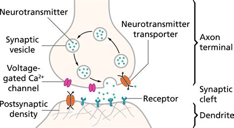 These receptors are like little messengers in the mammalian body