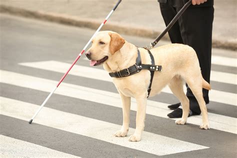  These requirements apply equally to service animals such as Seeing Eye dogs