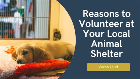 These stories can be an inspiration to suffering owners, as well as a motivation to those who volunteer in rescue and deal with restless and aggressive dogs daily
