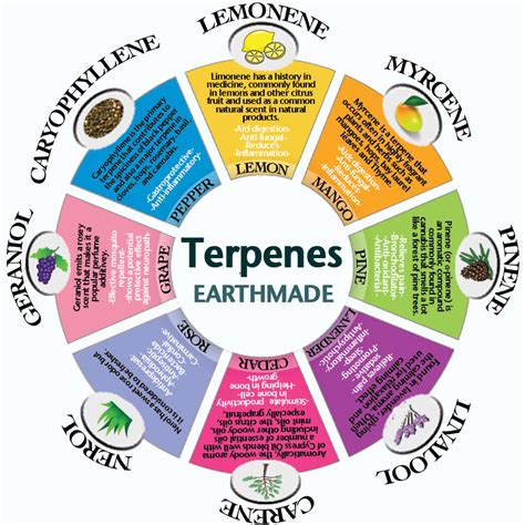  These terpenes have been found to have antimicrobial and antifungal properties, which can help protect pets from harmful bacteria and viruses
