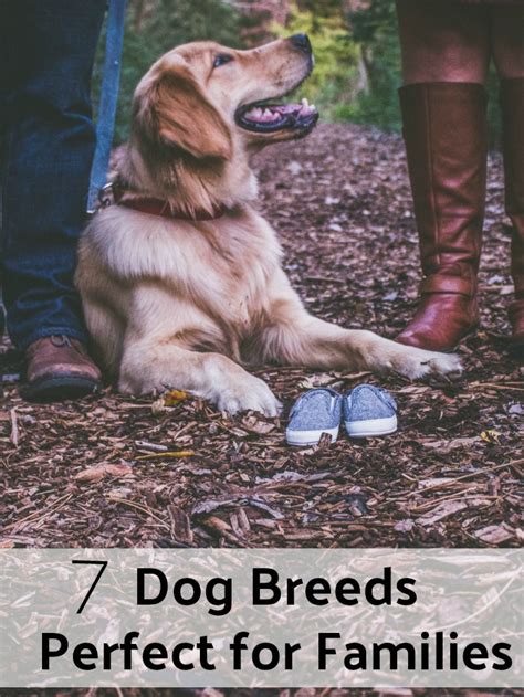  These wonderful breeds are the perfect new friend for families young and old