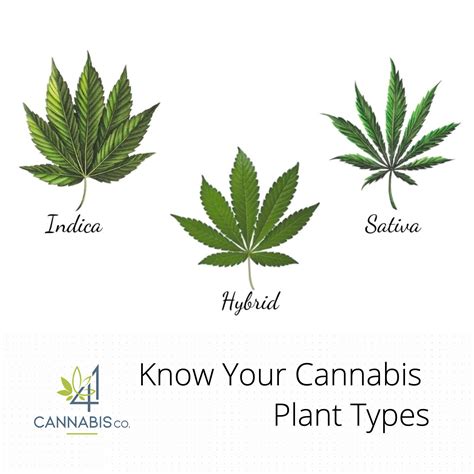  They all come from the hemp plant—a type of cannabis that contains less than 0