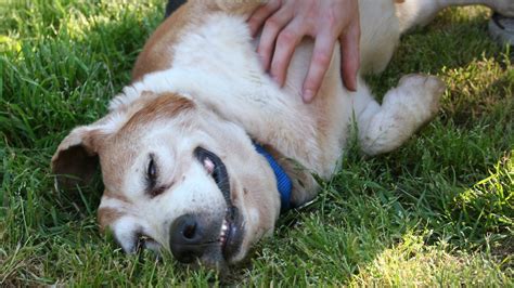  They also enjoy a good belly rub! Related articles
