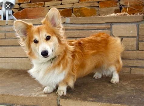  They also have both short-haired and long-haired Corgi puppies available
