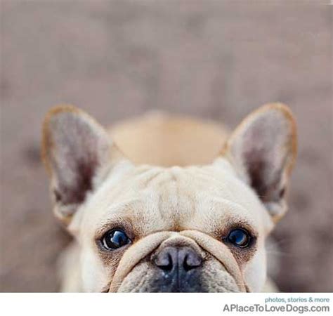  They also have the characteristic bat ears of the Frenchie breed which …