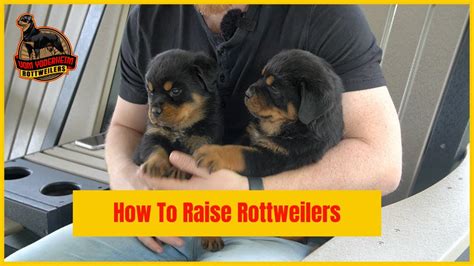  They also raises Rottweiler puppies, another popular