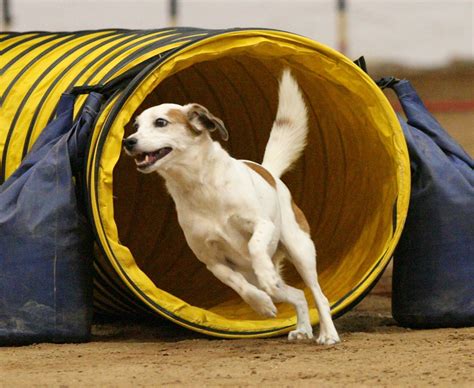  They also tend to be a good candidate for dog sports like obedience, weight pulling, the Iron Dog competition, and more