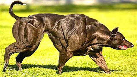  They appear as active, smart, and muscular dogs with heavy and relatively big bones