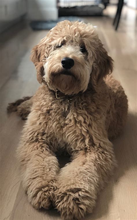  They are, by far, the calmest most loving doodle breed I have ever encountered