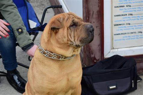  They are a muscular, well-built dog with a wrinkled face and a pushed-in nose