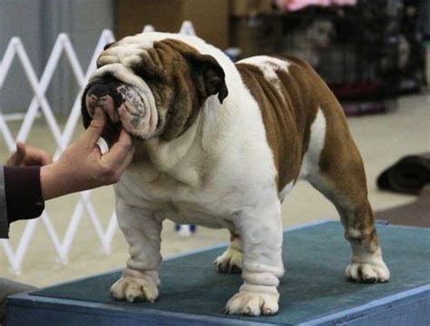  They are actually descended from English Bulldogs, but they are smaller