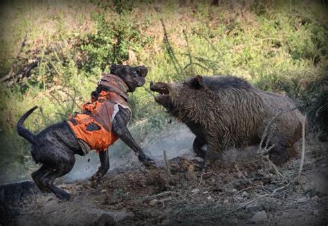  They are also a favorite choice among hog hunters in the feral hog crisis used as catch dogs