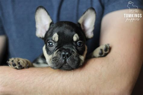  They are also easy enough to carry, and your Frenchie is not as easily able to chew them
