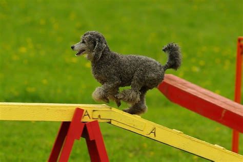  They are also extremely athletic and suited for dog competitions and emotional support work