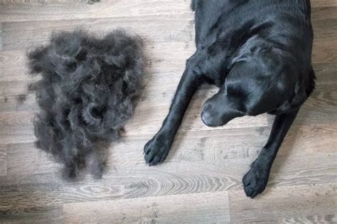  They are also large dogs known for shedding lots of hair