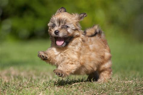  They are also lots of fun and are always ready to play, and these little dogs are super cute