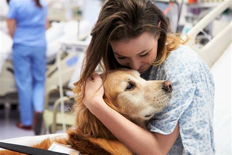  They are also often used as therapy dogs, providing comfort and companionship in hospitals and nursing homes