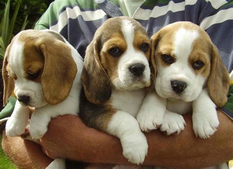  They are as affectionate as Bulldogs and as fun-loving as Beagles, making them the perfect family pet