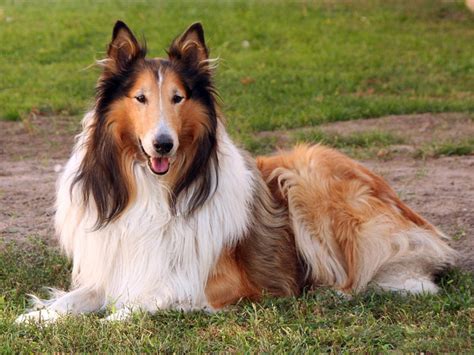  They are beautiful and along with their incredibly gentle personalities, you will have an absolutely stunning dog