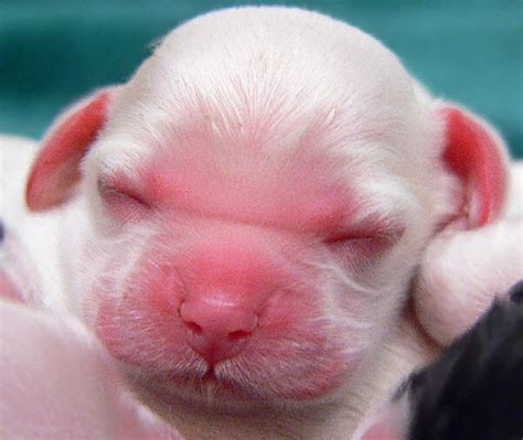  They are born blind and deaf and unable to regulate their body temperatures, so we have to use an external heat source when the puppies are not in direct contact with mom