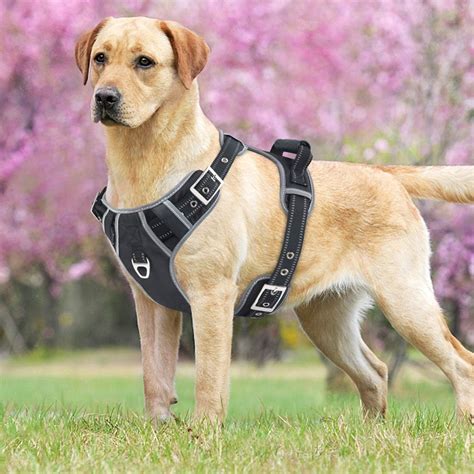  They are both very energetic strong Labradors and these harnesses offer a much safer solution for my friend when walking her pets
