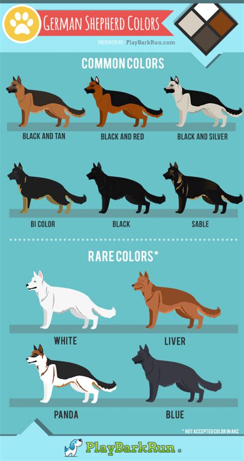 They are considered a standard color by the AKC and are highly coveted by many dog enthusiasts because of their stunning coat color