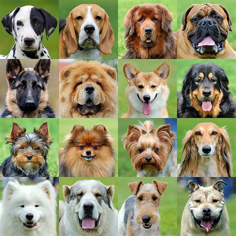  They are considered to be one of the most popular dogs breeds in existence today